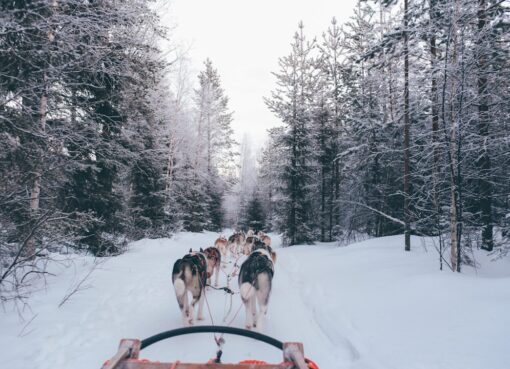 Photo Sled dogs